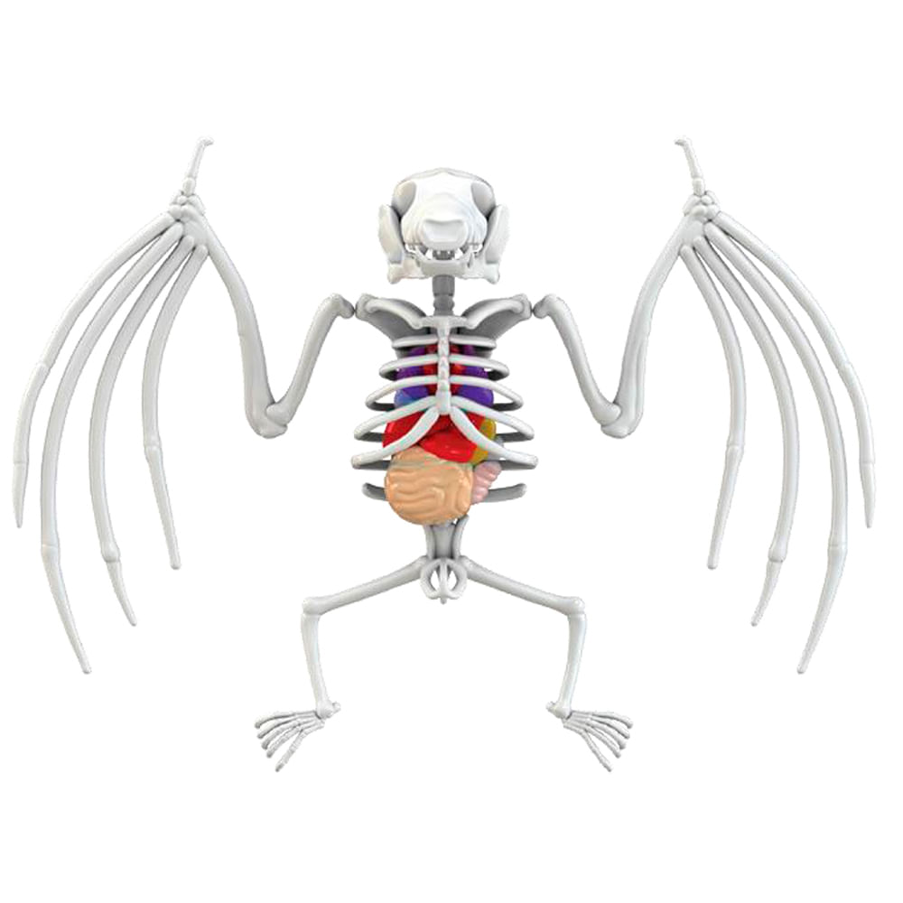 Kit de Dissecação com Refil Lab Dissect-It - Morcego - Imagem 2