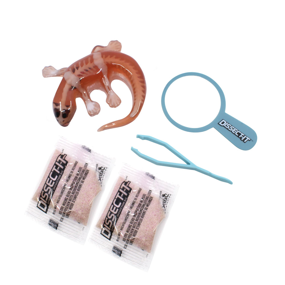 Kit de Dissecação Mini Lab Dissect-It - Salamandra - Imagem 2