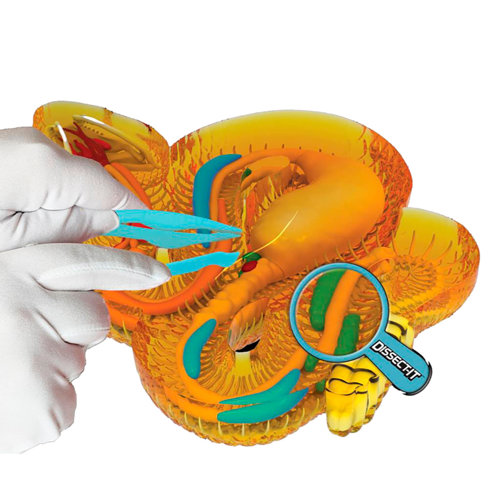 Kit de Dissecação Dissect-It Super Lab - Cobra - Imagem 4